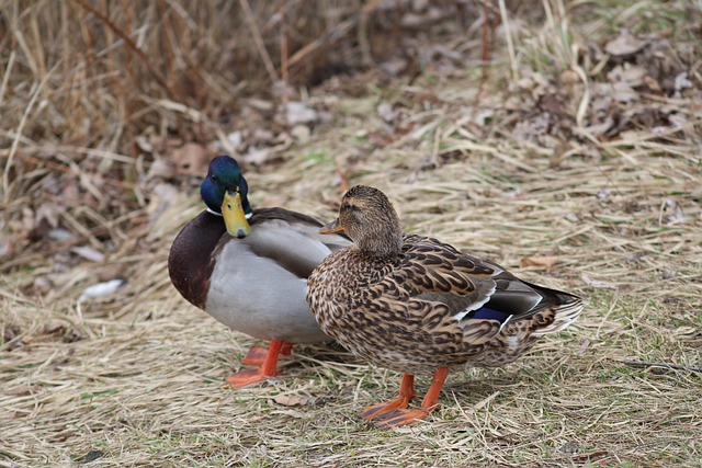Undgå de klassiske fejl: Ekspertens råd til krydsordsløsning